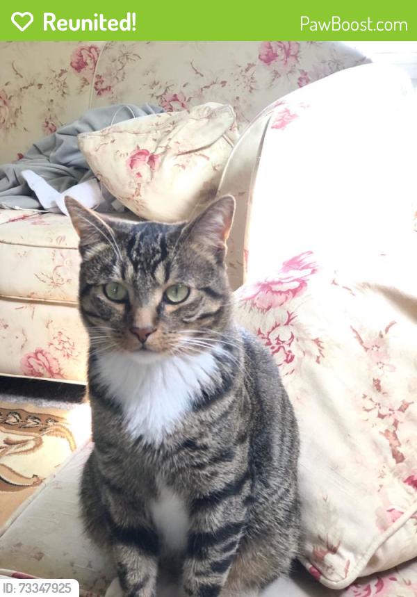 Reunited Male Cat last seen Westminster Ave and North Fairview Street, Santa Ana, CA 92706