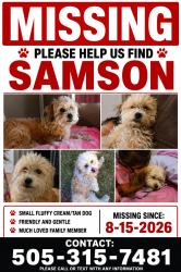 Lost Male Dog last seen 98th street and Dennis Chavez, Albuquerque, NM 87121
