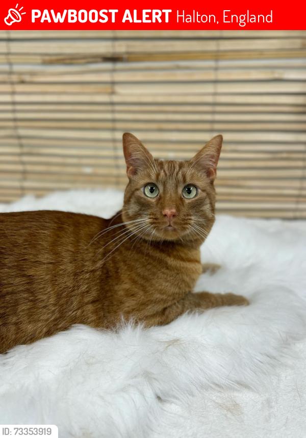 Lost Male Cat last seen Bentinck Street, Runcorn, Halton, England 