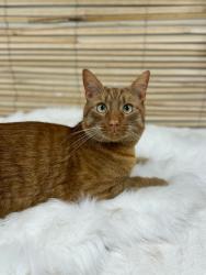 Lost Male Cat last seen Bentinck Street, Runcorn, Halton, England 