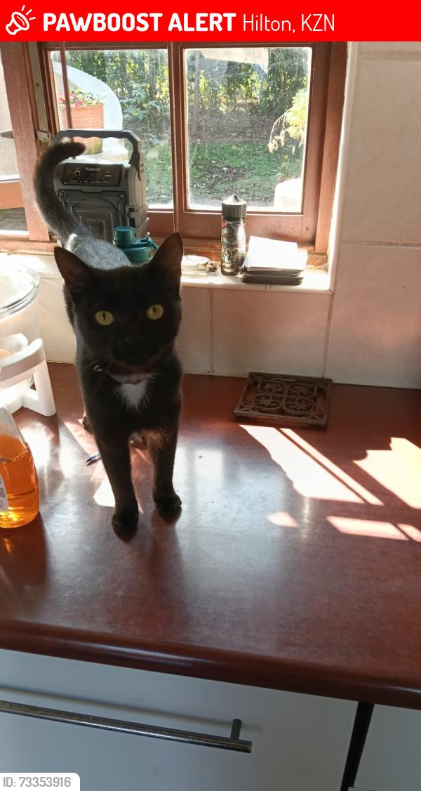Lost Female Cat last seen Cedara Road, Hilton, KZN 3201