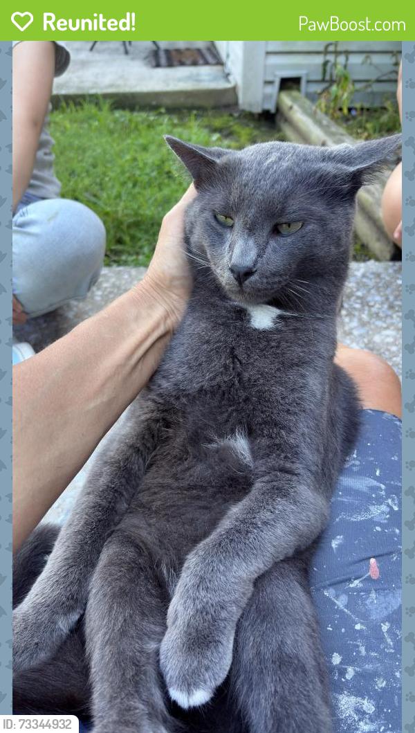 Reunited Male Cat last seen Hebron Rd and Hall St, Hendersonville, NC 28739
