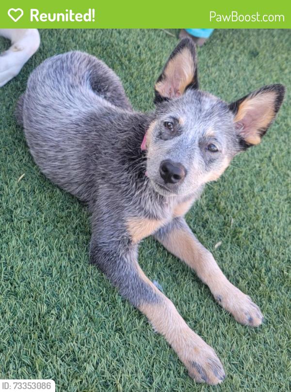 Reunited Female Dog last seen E. Auburn Drive tempe 85283, Tempe, AZ 85283