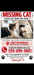 Lost Female Cat last seen Sequoia/ by mt. Whitney, Visalia, CA 93277