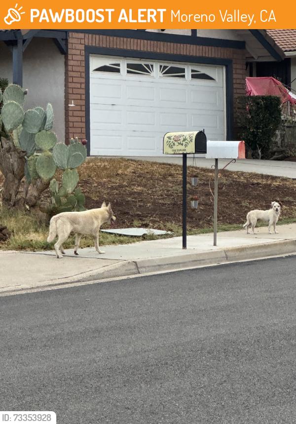 Found/Stray Male Dog last seen Davis st moreno valley, Moreno Valley, CA 92557