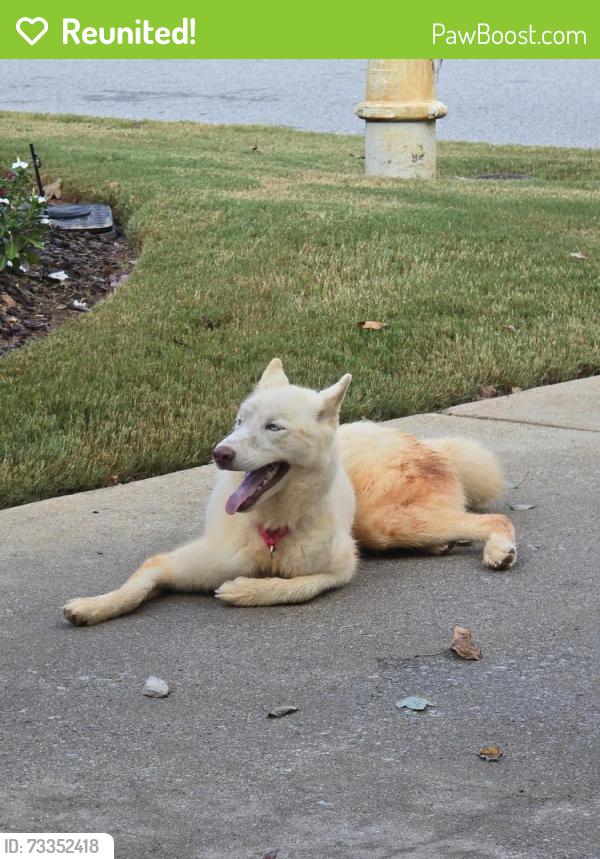 Reunited Female Dog last seen Martingale Dr and Ribbon Lane, Conyers, GA 30094