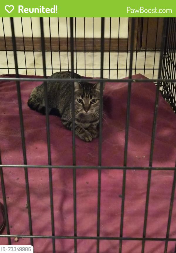 Reunited Unknown Cat last seen Peppertree and Rigsby, Plano, TX 75074