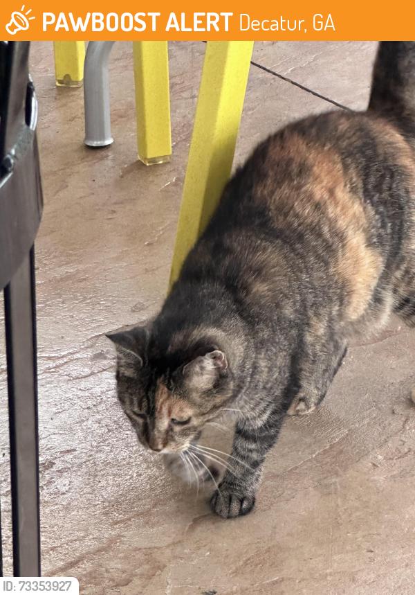 Found/Stray Unknown Cat last seen Home2 Suites patio by the pool 865 college drive Dalton georgia, Decatur, GA 30030