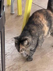 Found/Stray Unknown Cat last seen Home2 Suites patio by the pool 865 college drive Dalton georgia, Decatur, GA 30030