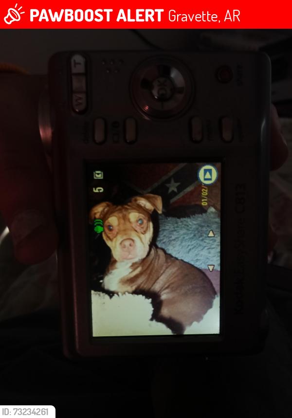 Lost Male Dog last seen Chickadee ln, Gravette, AR 72736