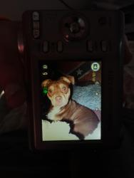 Lost Male Dog last seen Chickadee ln, Gravette, AR 72736