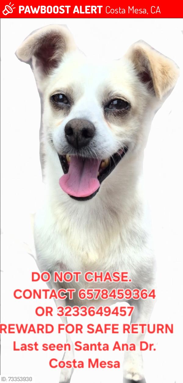Lost Male Dog last seen Santa ana, orchard drive, Costa Mesa, Costa Mesa, CA 92660
