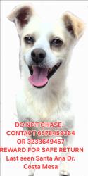Lost Male Dog last seen Santa ana, orchard drive, Costa Mesa, Costa Mesa, CA 92660