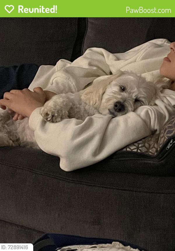 Reunited Male Dog last seen Near Jackson st Stamford ct 06902, Stamford, CT 06902