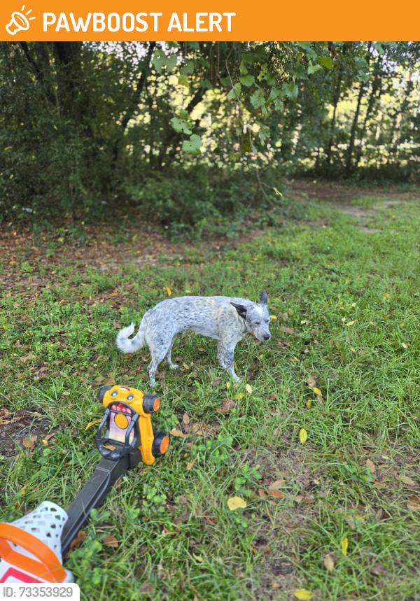 Found/Stray Unknown Dog last seen Dogwood, Santa Rosa County, FL 32570