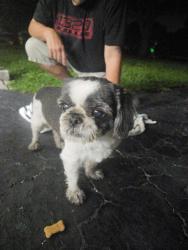 Reunited Male Dog last seen Wiles and Coral springs Dr, Coral Springs, FL 33065