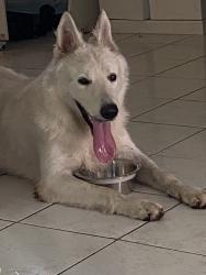 Reunited Male Dog last seen Near Ainsworth Cir, Palm Springs, FL 33461, USA, Palm Springs, FL 33461