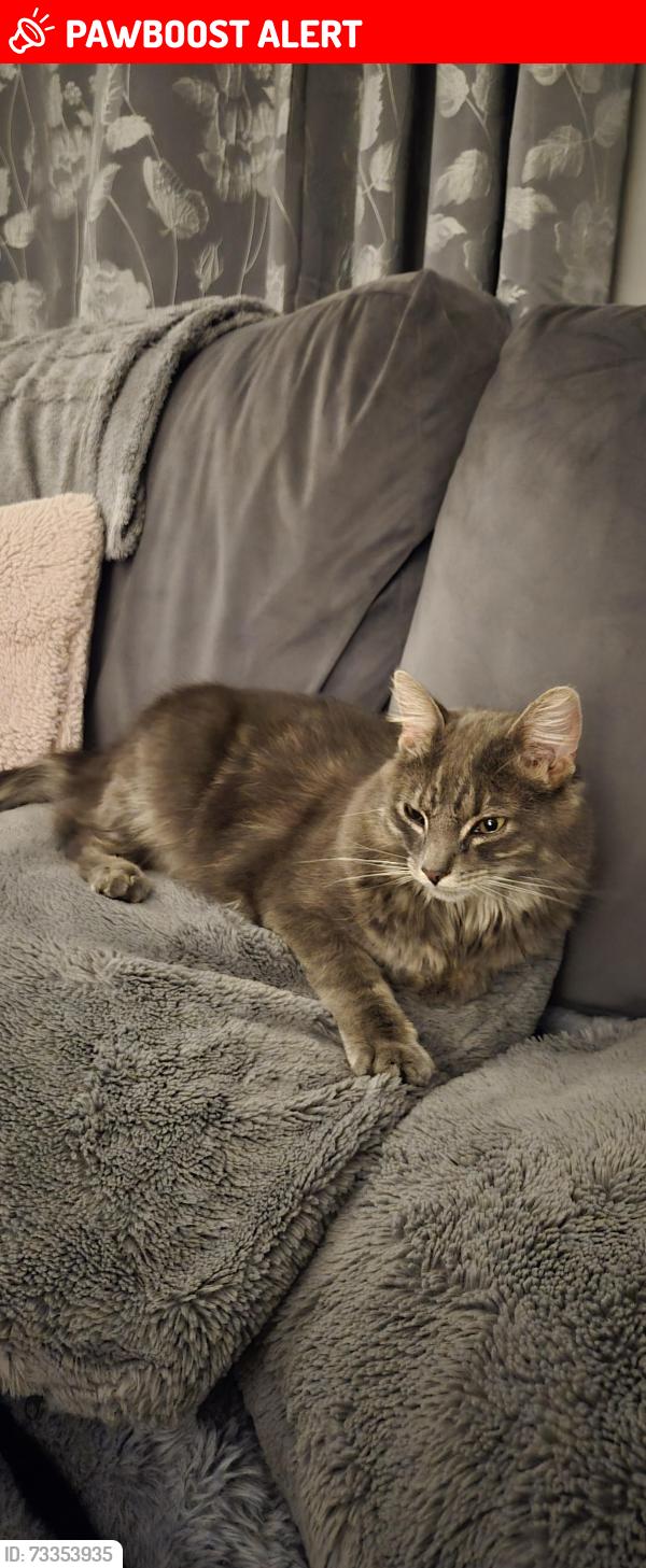 Lost Male Cat last seen Cobbett road honicknowle, Honicknowle, England 