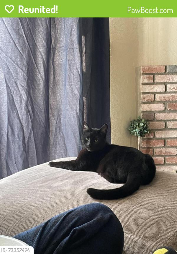 Reunited Male Cat last seen W courtland drive, San Bernardino, CA 92405