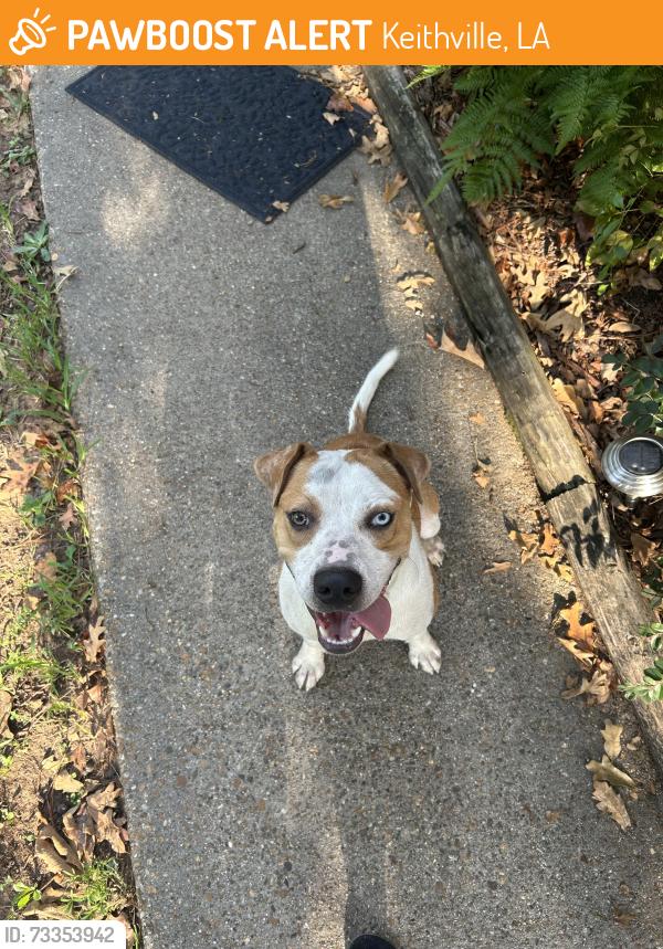 Found/Stray Male Dog last seen Keithville Springridge, Keithville, LA 71047