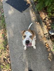 Found/Stray Male Dog last seen Keithville Springridge, Keithville, LA 71047