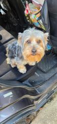 Reunited Unknown Dog last seen Carraway, across from Goodwood Museum, Tallahassee, FL 32308