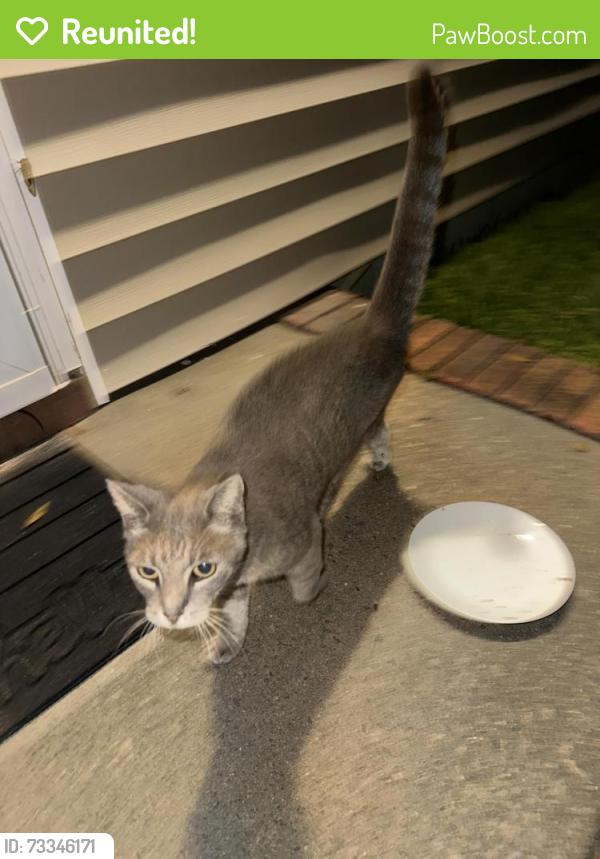 Reunited Female Cat last seen End of the cul-de-sac on English St, Carteret County, NC 28570