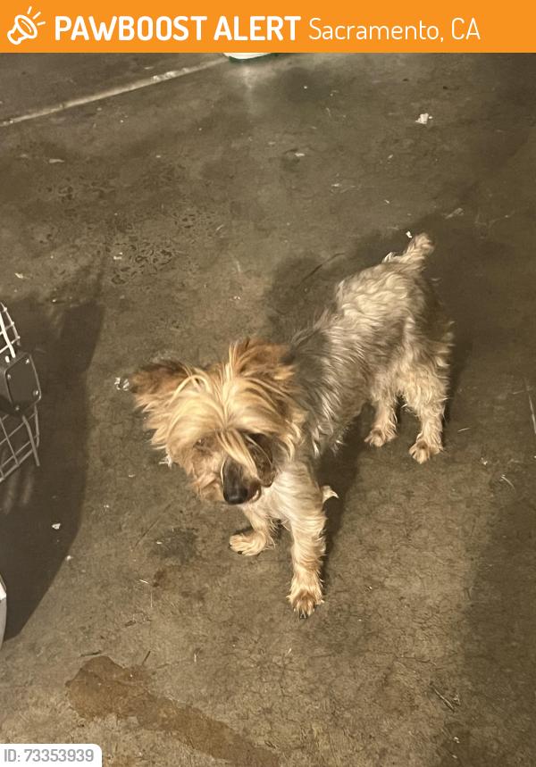 Found/Stray Unknown Dog last seen French Road and Elaine Dr, Sacramento, CA 95828
