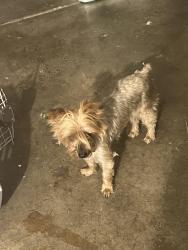 Found/Stray Unknown Dog last seen French Road and Elaine Dr, Sacramento, CA 95828