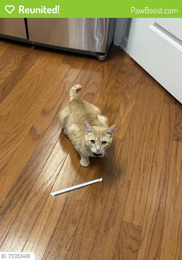 Reunited Male Cat last seen Near Ivy Ln, Senoia, GA 30276, USA, Senoia, GA 30276