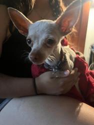 Found/Stray Unknown Dog last seen I’m between citrus and oleander, Fontana, CA 92335