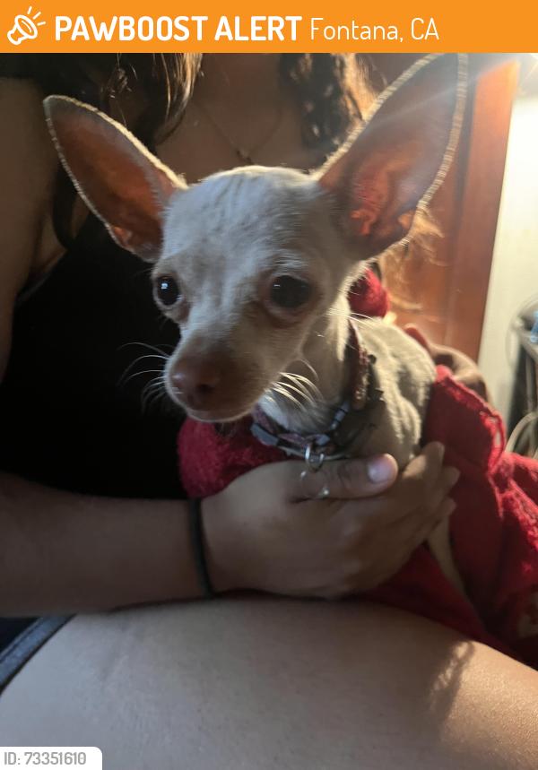Found/Stray Unknown Dog last seen I’m between citrus and oleander, Fontana, CA 92335