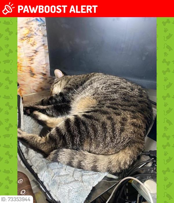 Lost Male Cat last seen Drexel Circle, Montgomery Village, MD 20886