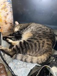 Lost Male Cat last seen Drexel Circle, Montgomery Village, MD 20886