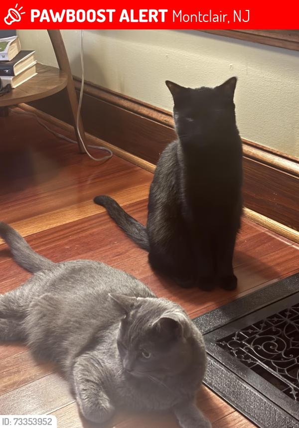 Lost Male Cat last seen Valley Road, Montclair, NJ 07043