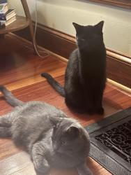 Lost Male Cat last seen Valley Road, Montclair, NJ 07043