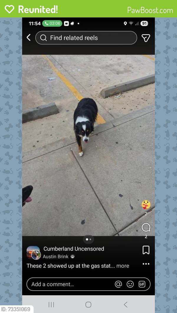 Reunited Male Dog last seen Near and 1314, Porter, TX 77365