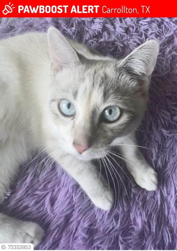 Lost Female Cat last seen Marsh ln and carriage ln, Carrollton, TX 75006