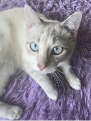 Lost Female Cat last seen Marsh ln and carriage ln, Carrollton, TX 75006