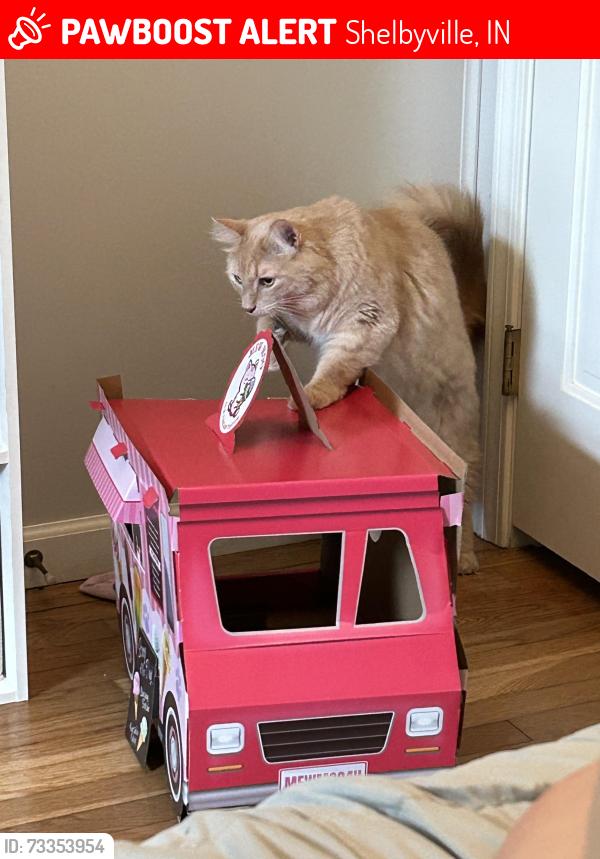 Lost Male Cat last seen Historic district, Shelbyville, IN 46176