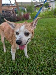 Reunited Male Dog last seen McLarty Park and Community Center, Rockledge, FL 32955