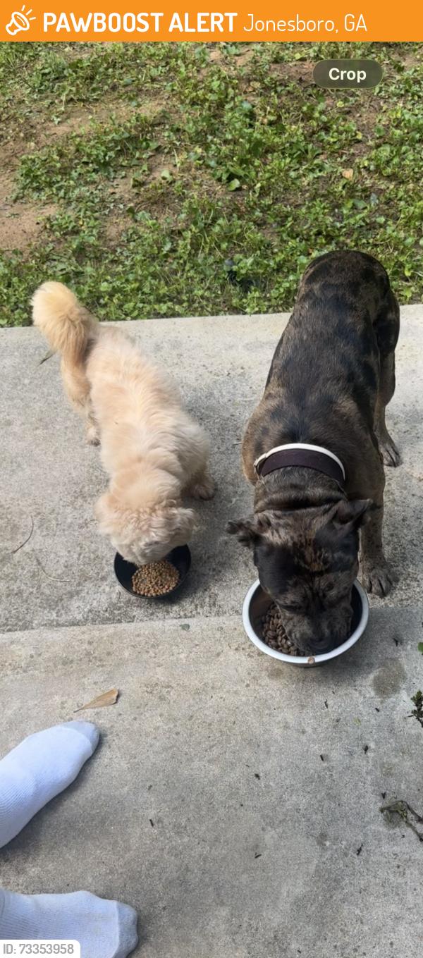 Found/Stray Male Dog last seen Wingstop mt zion, Jonesboro, GA 30236