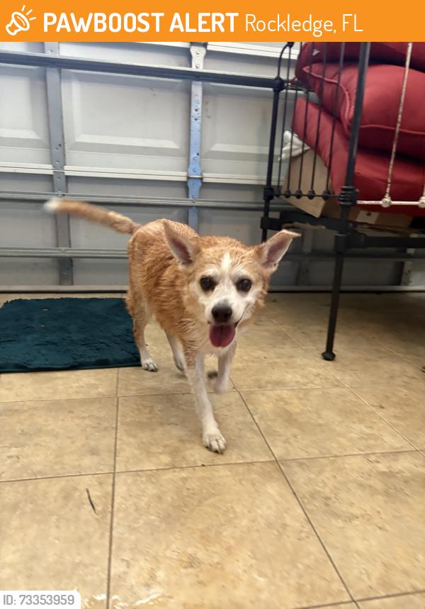 Found/Stray Male Dog last seen Near Palmer road Rockledge Florida, Rockledge, FL 32955