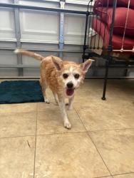 Found/Stray Male Dog last seen Near Palmer road Rockledge Florida, Rockledge, FL 32955