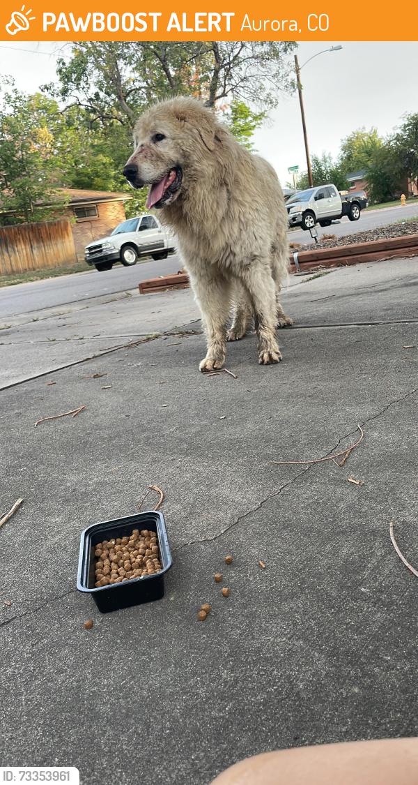 Found/Stray Male Dog last seen Baranmor pkwy and e 31st, Aurora, CO 80011