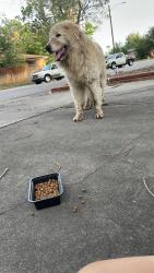 Found/Stray Male Dog last seen Baranmor pkwy and e 31st, Aurora, CO 80011