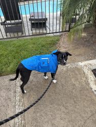 Reunited Male Dog last seen Bear Valley Park Way, Escondido, CA 92027