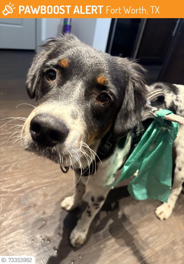 Found/Stray Male Dog last seen District at Leftbank apmts., Fort Worth, TX 76107