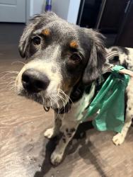 Found/Stray Male Dog last seen District at Leftbank apmts., Fort Worth, TX 76107