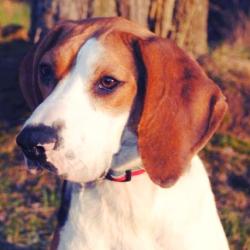 Reunited Female Dog last seen Wesselman; Harrison; Ruwes Oak and Bridge Point Pass subdivisions., Cincinnati, OH 45248